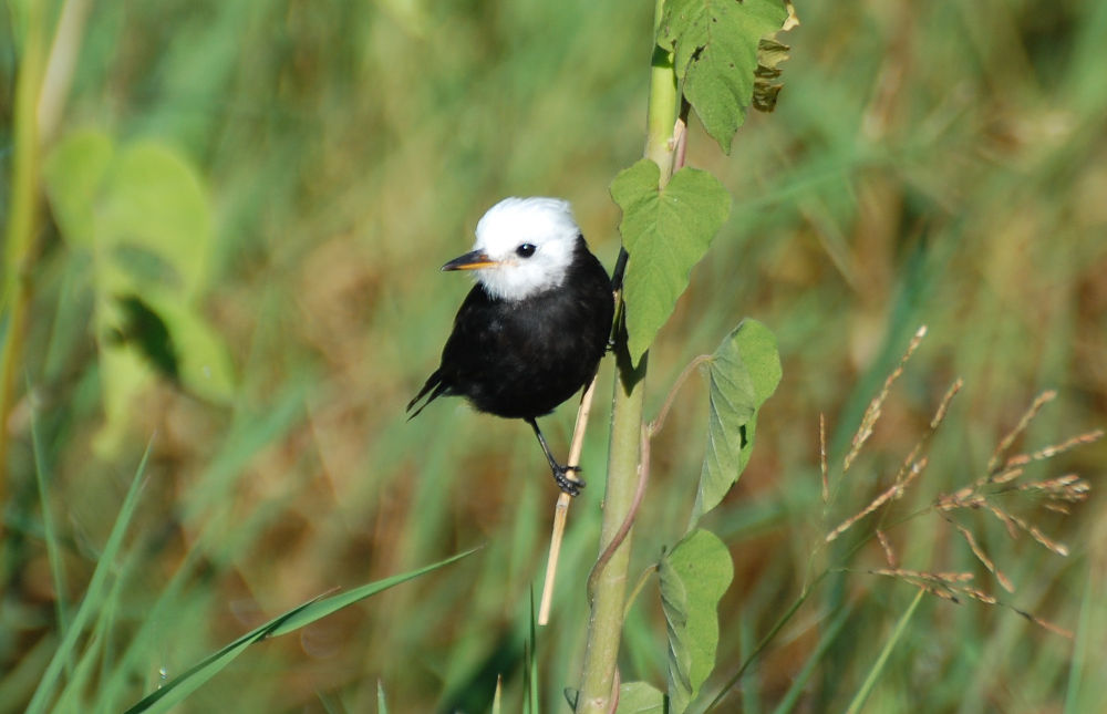 Brasile - uccello nel Pantanal: Arundinicola (= Fluvicola) leucocephala (Tyrannidae)